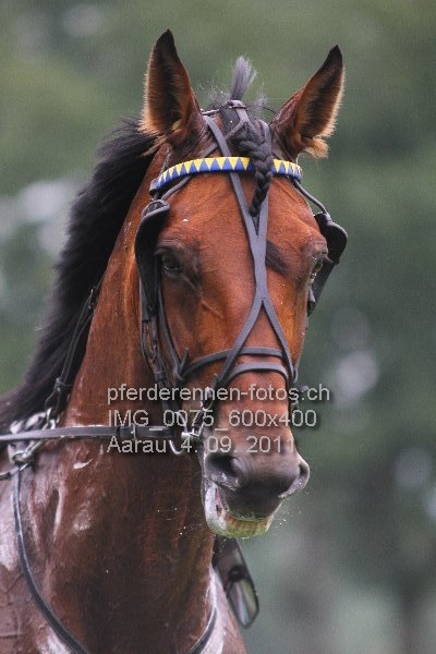 IMG 0075 600x400 prot