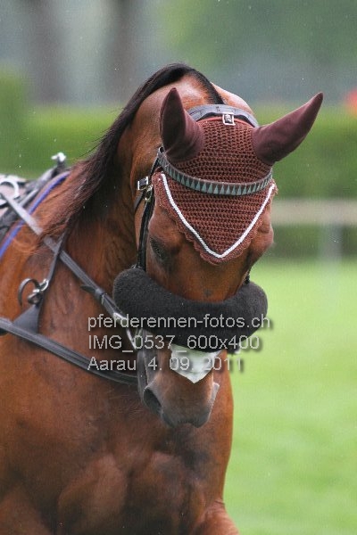 IMG 0537 600x400 prot