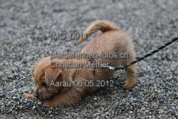 IMG 0911 prot