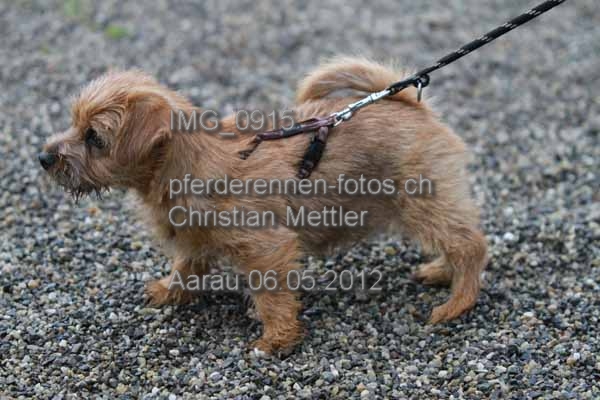 IMG 0915 prot