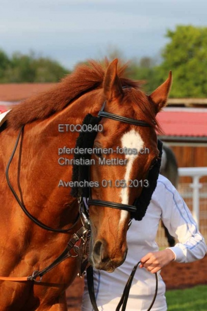 ET0Q0840 prot