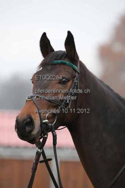 ET0Q0284 prot