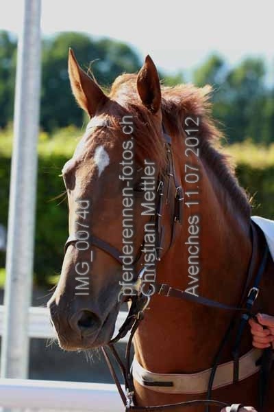IMG 0074d prot
