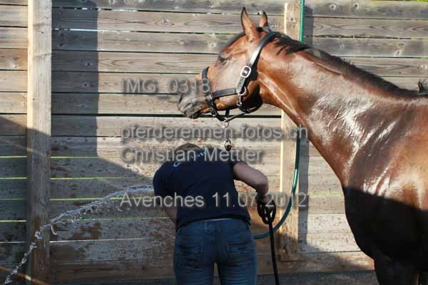 IMG 0318 prot