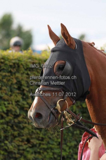 IMG 0492 prot