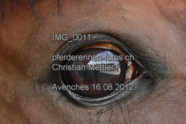 IMG 0011 prot
