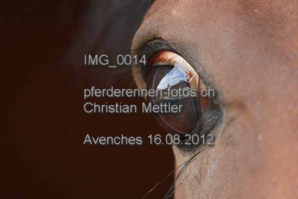 IMG 0014 prot