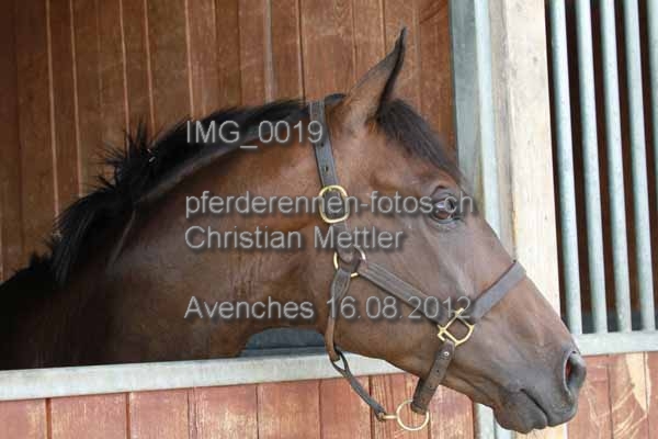 IMG 0019 prot
