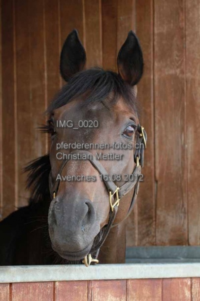 IMG 0020 prot