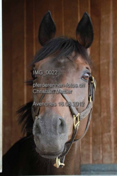 IMG 0022 prot