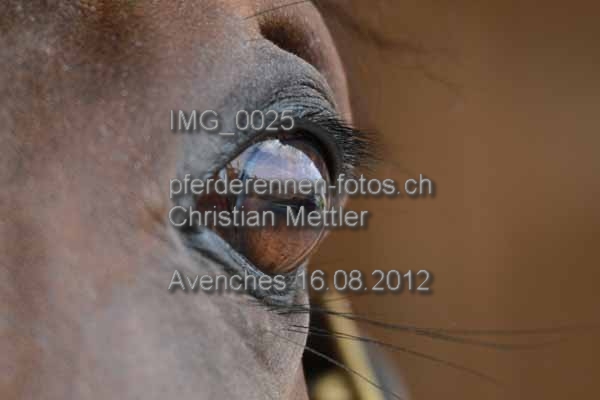 IMG 0025 prot