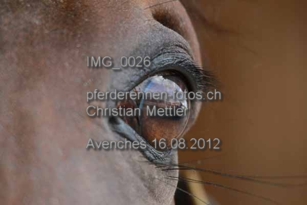 IMG 0026 prot