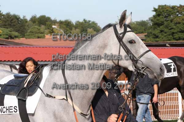 ET0Q0158 prot