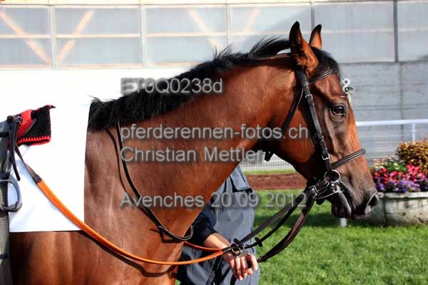 ET0Q0238d prot