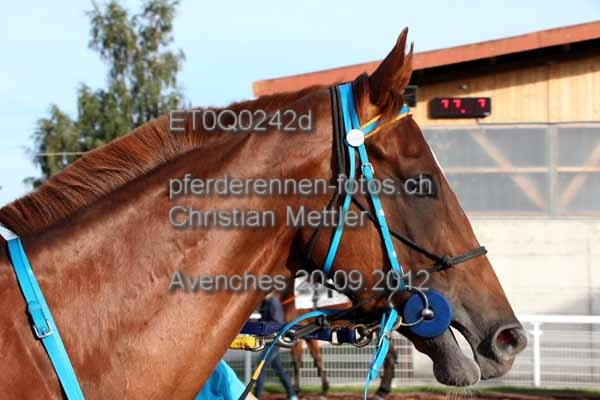 ET0Q0242d prot