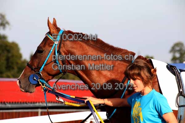 ET0Q0244d prot