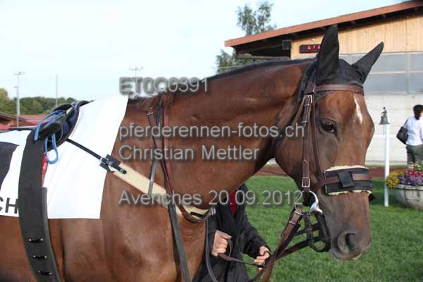 ET0Q0391 prot