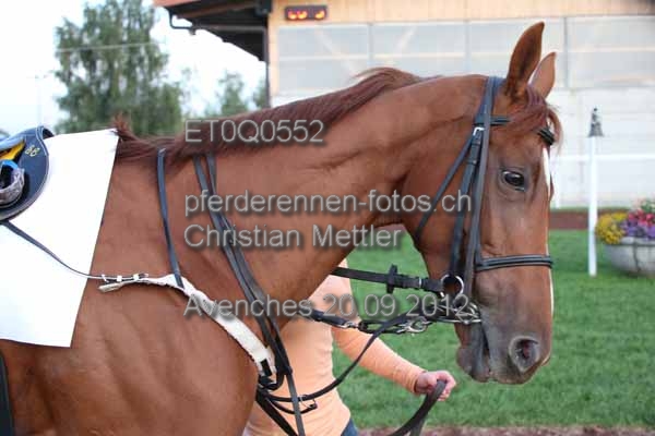 ET0Q0552 prot