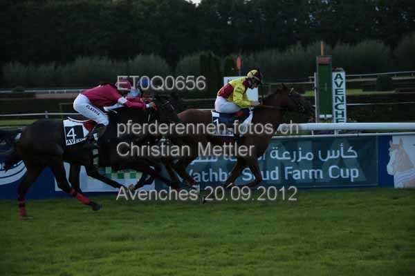 ET0Q0656 prot