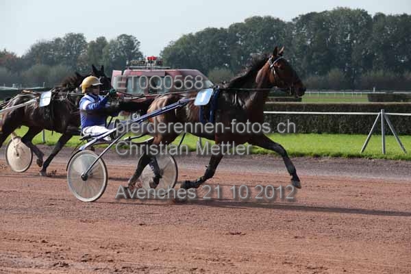 ET0Q0568 prot