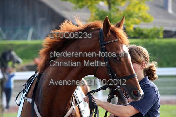 ET0Q0623d prot