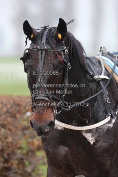 ET0Q0068 prot