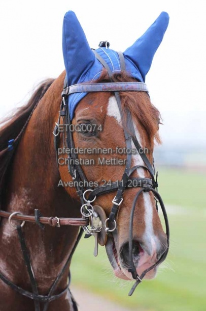 ET0Q0074 prot