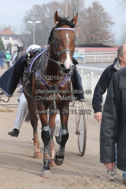 ET0Q0184 prot