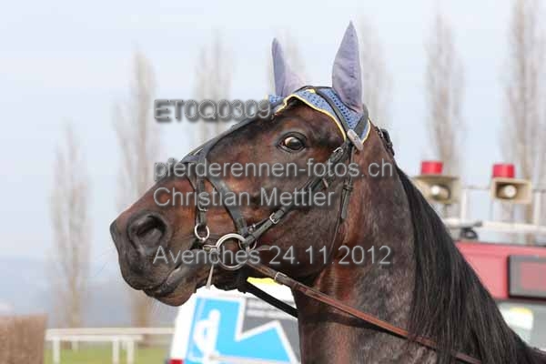 ET0Q0309 prot
