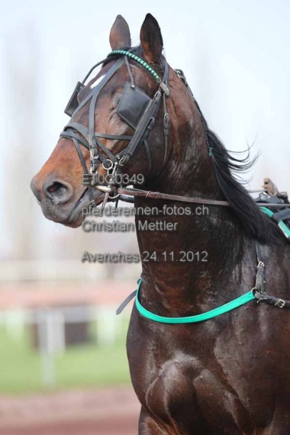 ET0Q0349 prot