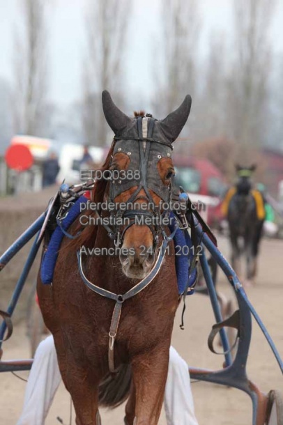 ET0Q0388 prot