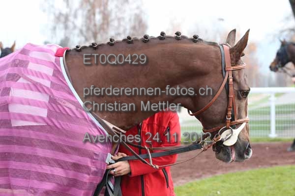 ET0Q0429 prot