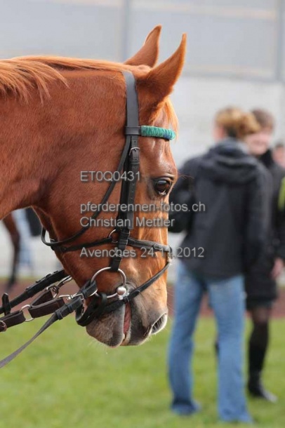 ET0Q0431 prot