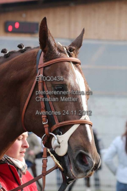 ET0Q0434 prot