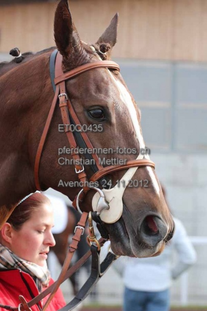 ET0Q0435 prot