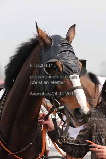 ET0Q0437 prot
