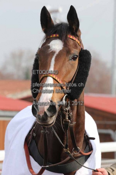 ET0Q0440 prot