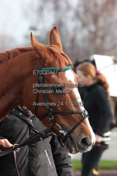 ET0Q0447 prot