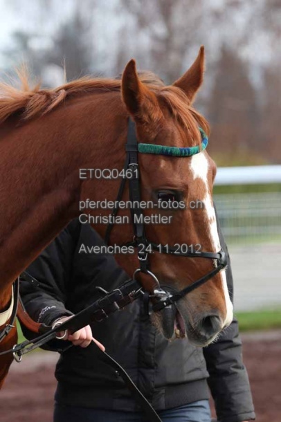 ET0Q0461 prot