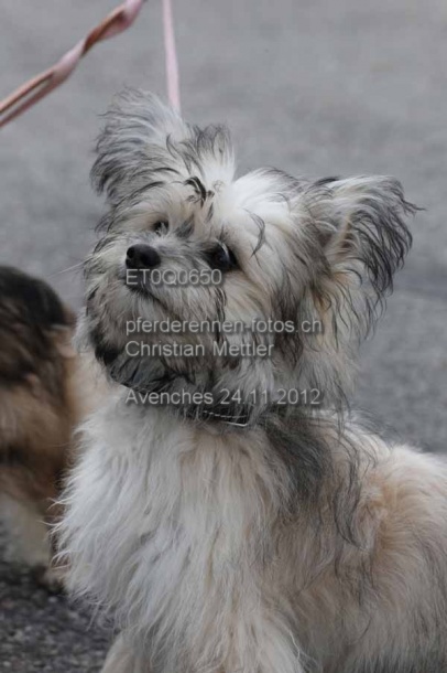 ET0Q0650 prot