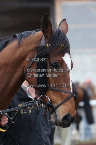 ET0Q0832 prot