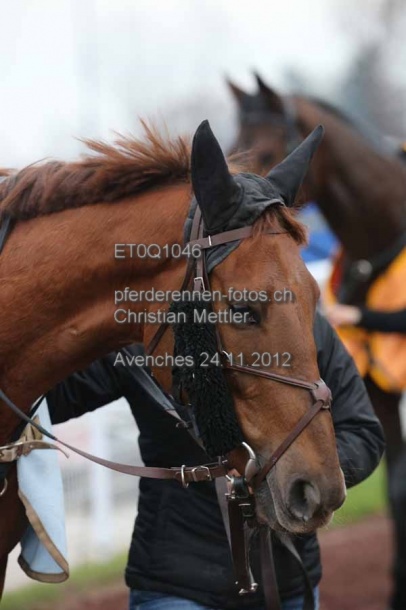 ET0Q1046 prot