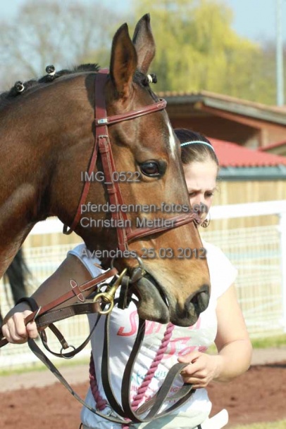 IMG 0522 prot