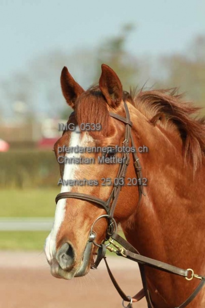 IMG 0539 prot