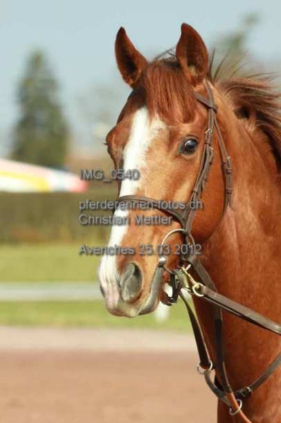 IMG 0540 prot