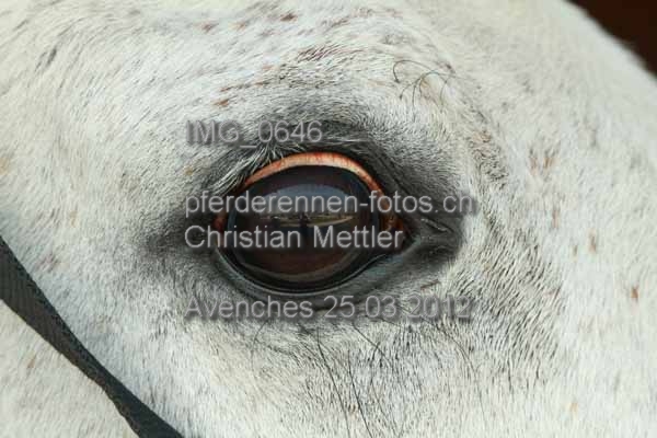 IMG 0646 prot