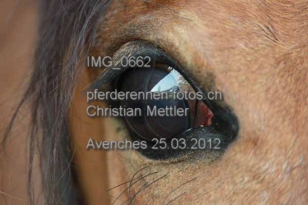 IMG 0662 prot