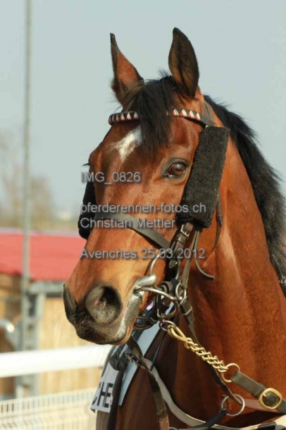 IMG 0826 prot