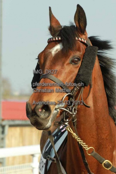 IMG 0827 prot