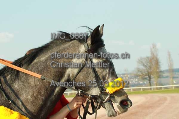 IMG 0887 prot